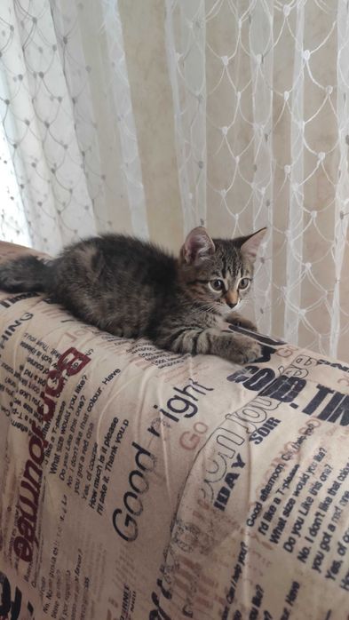 Котенок  девочка