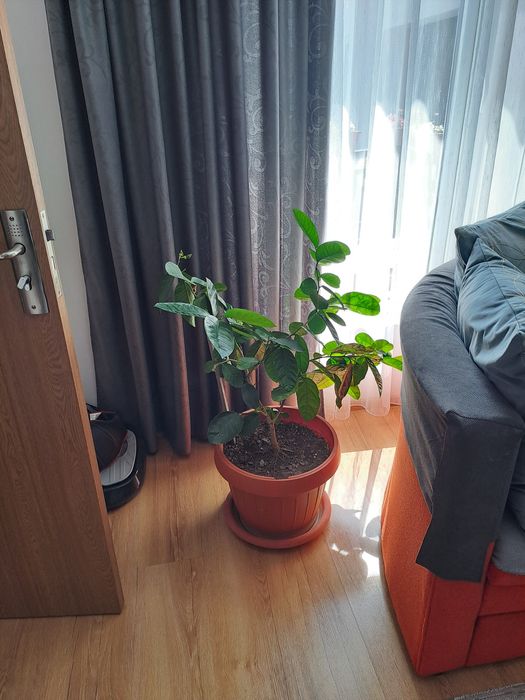 Flori vânzare (ficus  trandafir japonez cu floare roșie,lămâi