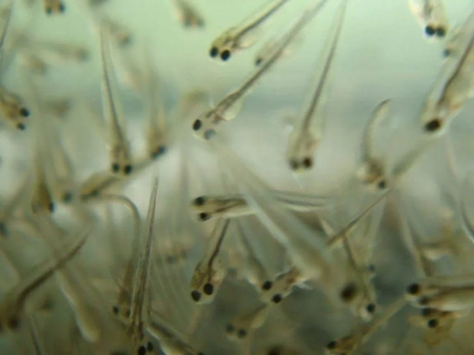 Продам личинку пеляди