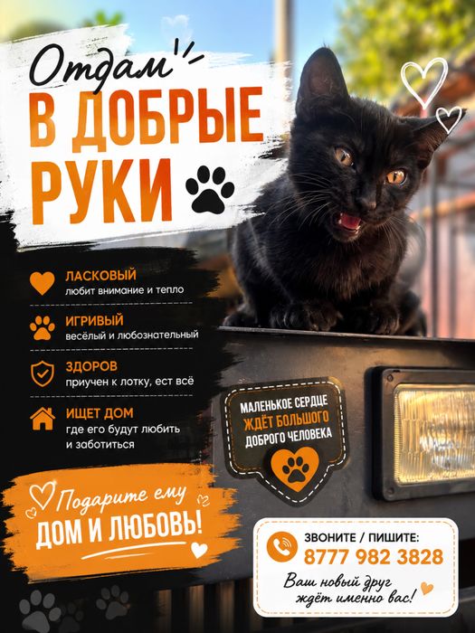 Отдам в Добрые руки