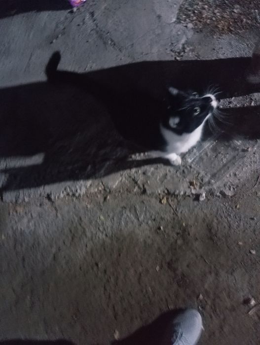 Кошка в добрые руки