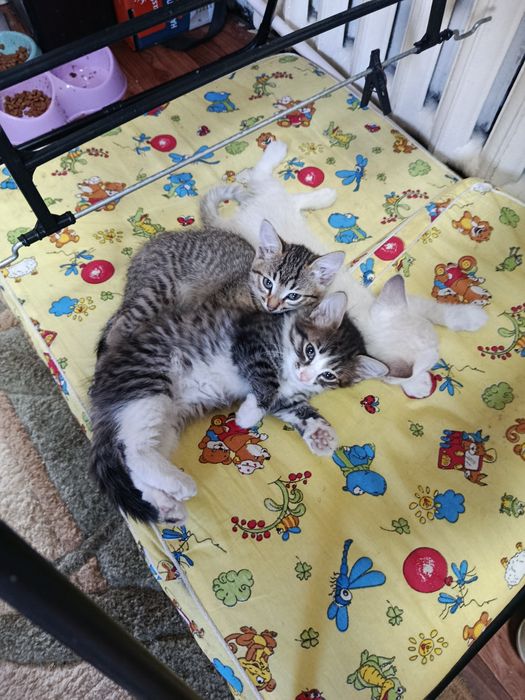 Отдам котят  в добрые руки