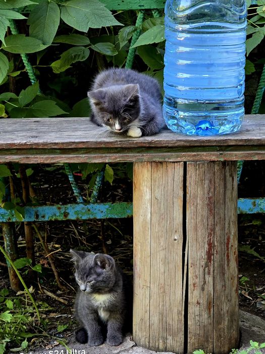 Дарю очень красивых котят