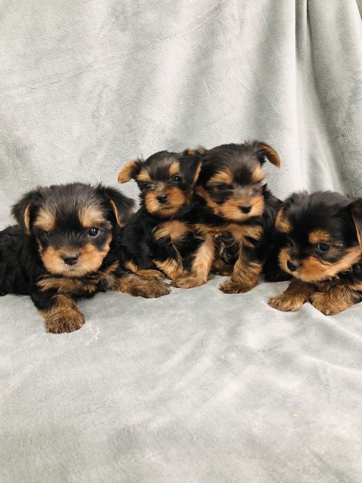 Продажа мини Йорк мальчики