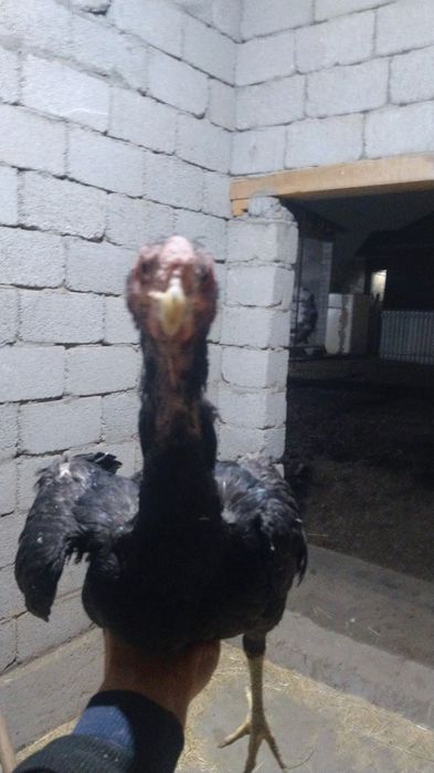 Жужа кораз сатылады