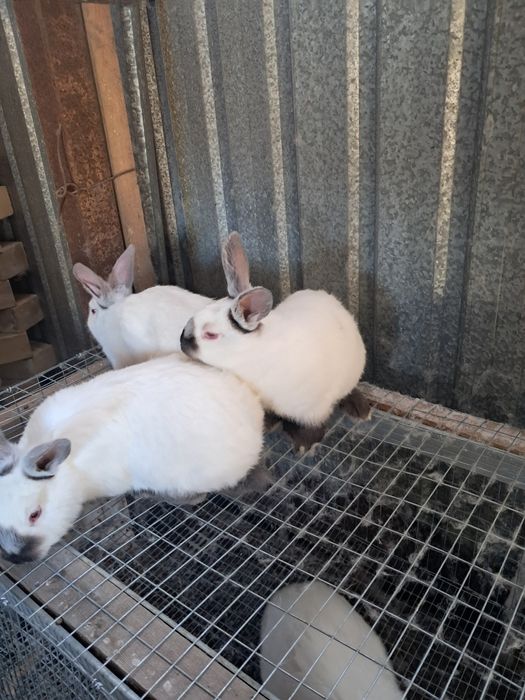 Продам кроликов.