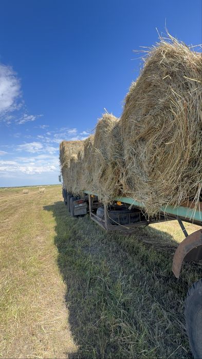 Продам сено луговое шөп рулон