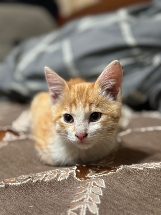 Котенок,мальчик,Алматы.