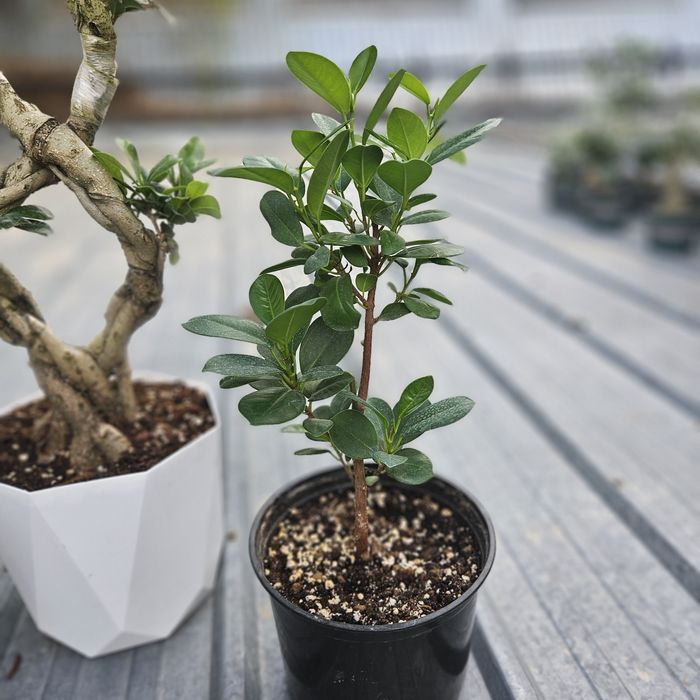 Бонсай и фикус мокламе