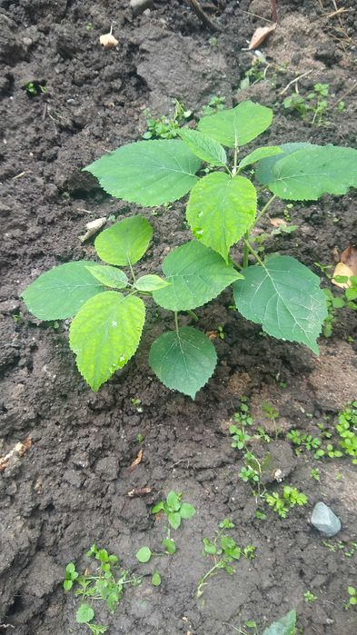 Древовидная  белая гортензия