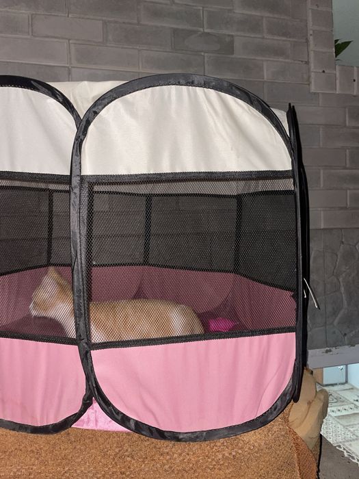 Пародия на кошку