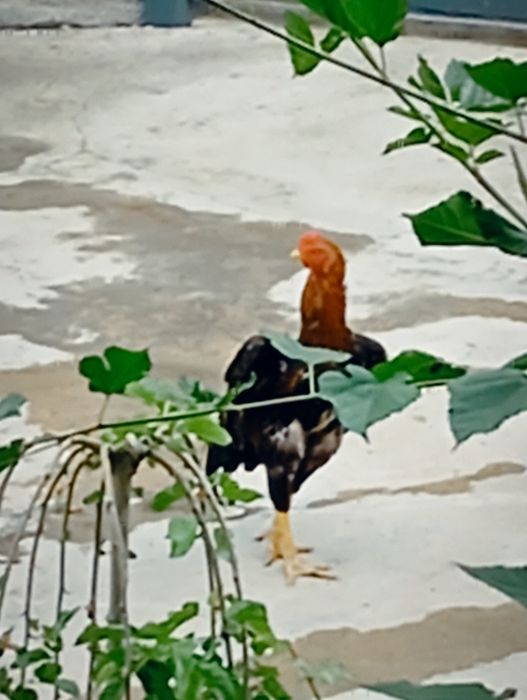 Shamo dakan boboqi jojalari