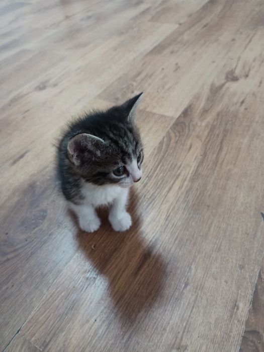 Отдам котят в добрые руки