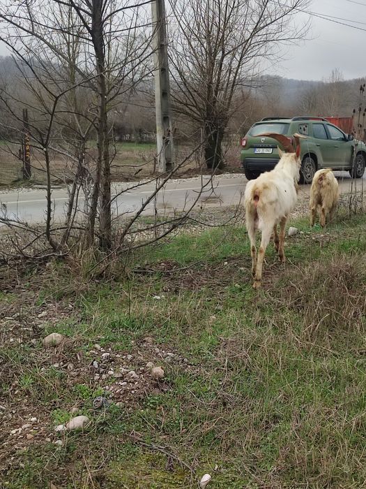 Vând țap alpin francez și țap saanen