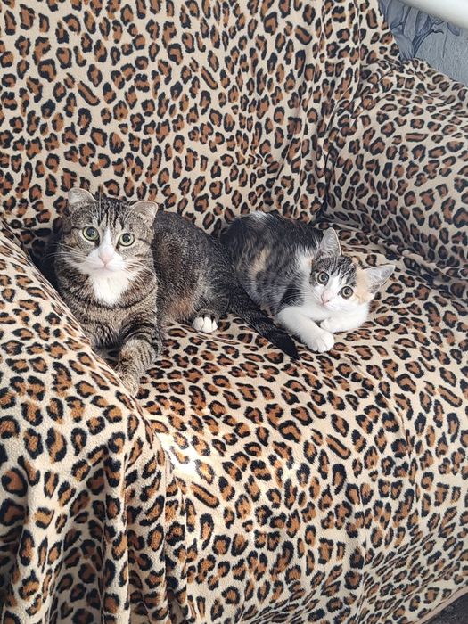 Котенок в добрые руки