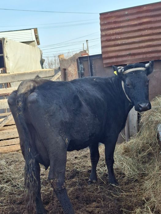 Продам корову ..