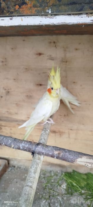 Corella tótiqush