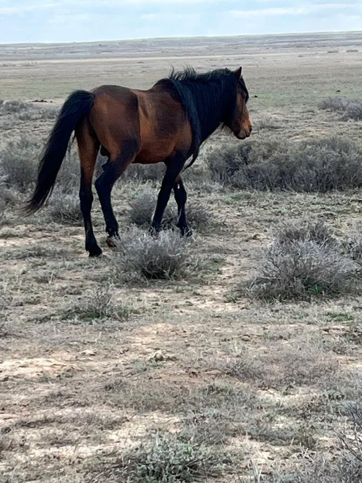 Екі қазақы жабы айғырлар сатылады