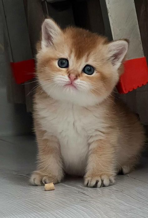 Продается чистокровная золотая шиншилла девочка