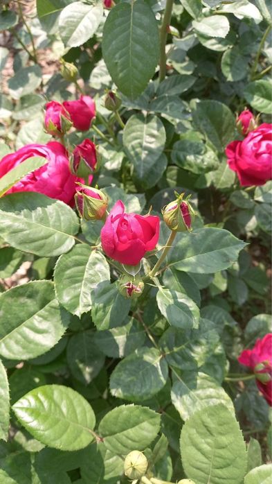 atirgul kochatlari ishonchi va garantiyalik!