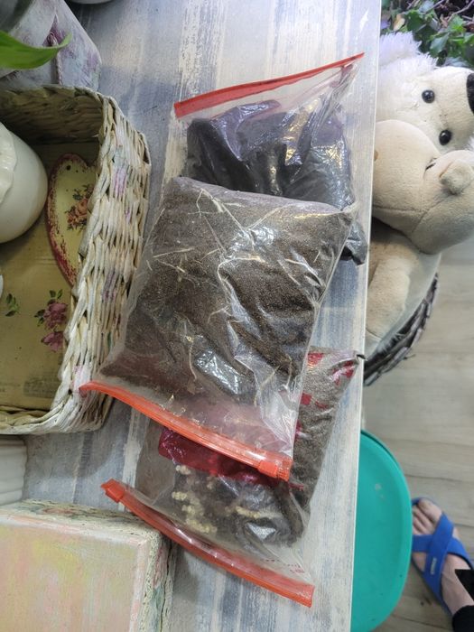 Луковицы глоксиний. Отдам бесплатно