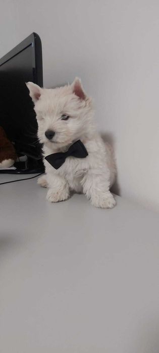 Westie , West Highland White Terrier