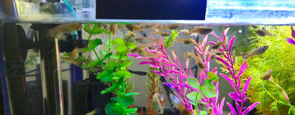 Donez pești guppy