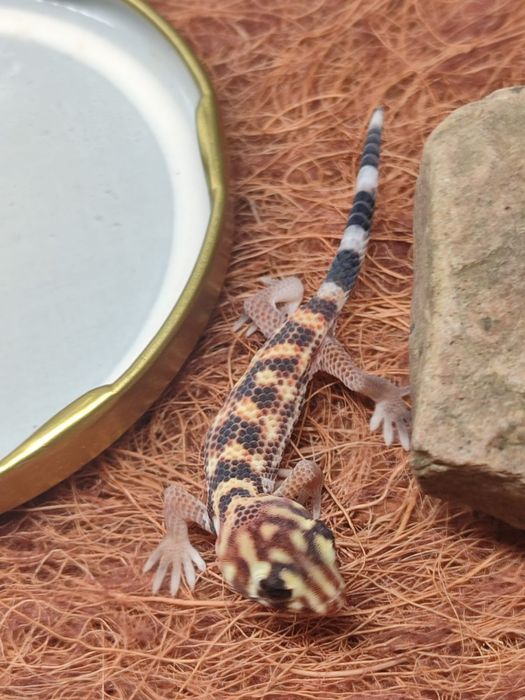 Продам террариум с гекконом