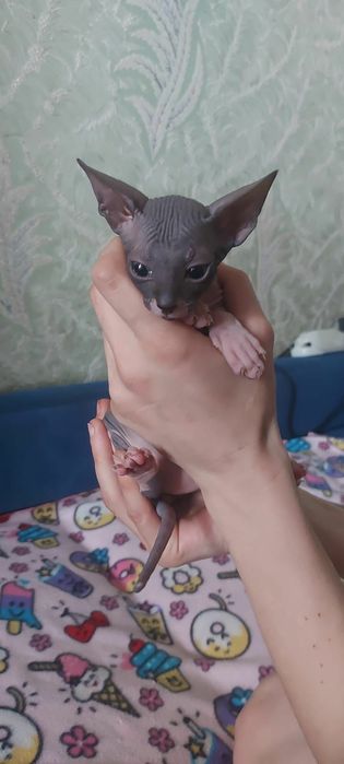 Котята сфинксы ливкой