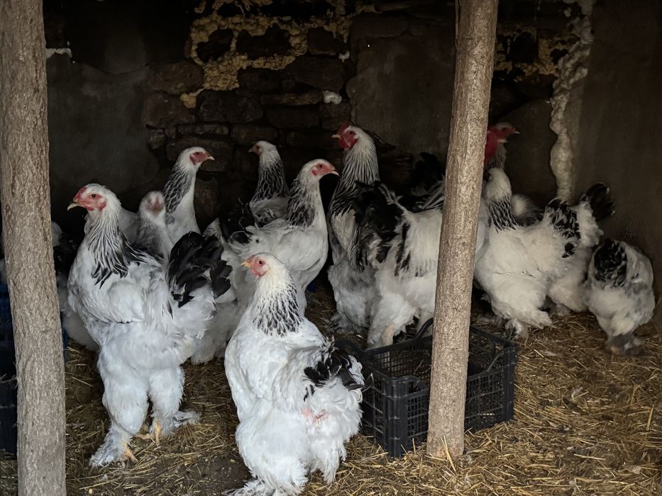 Разплодени различни породи