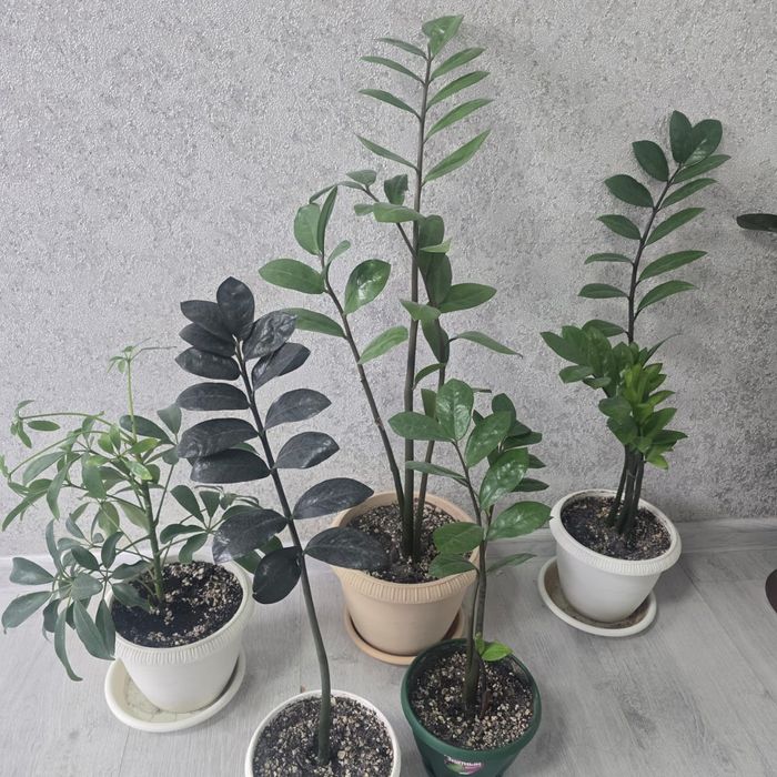 Срочно продам комнатные цветы