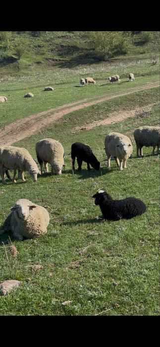 Қозылы қой сатылады 400 бас