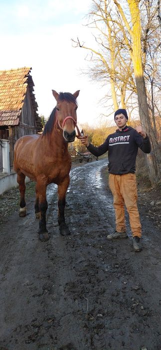 Vând cal blând si tragaus