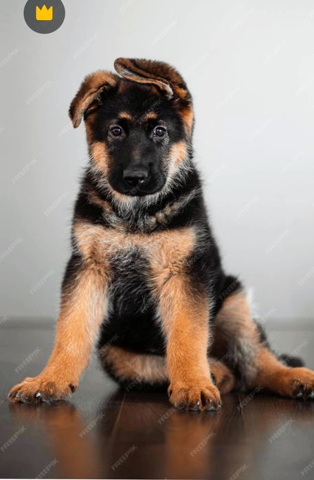 Щенок немецкой овчарки.