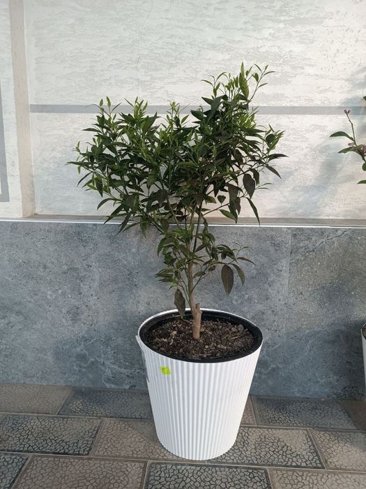 апилсин,мандарин лимон