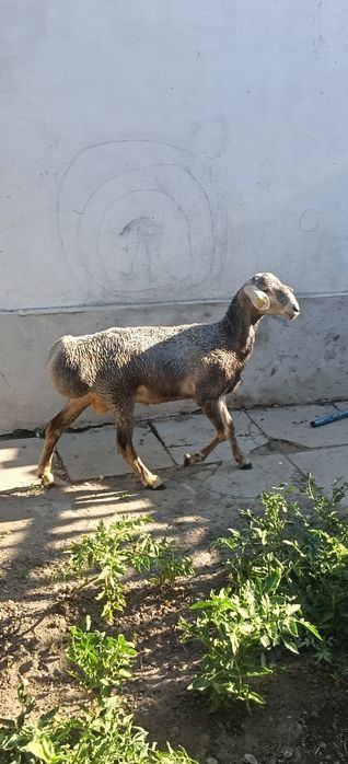 Семиз токты кошкар сатылады !!