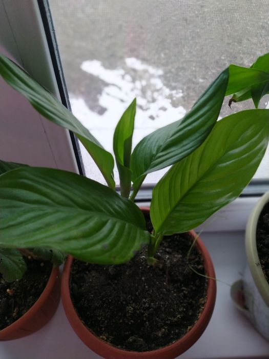 Продам цветы комнатные