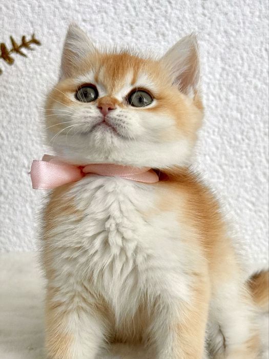 Fetiță superba british shorthair golden chinchilla! Pedigree WCF