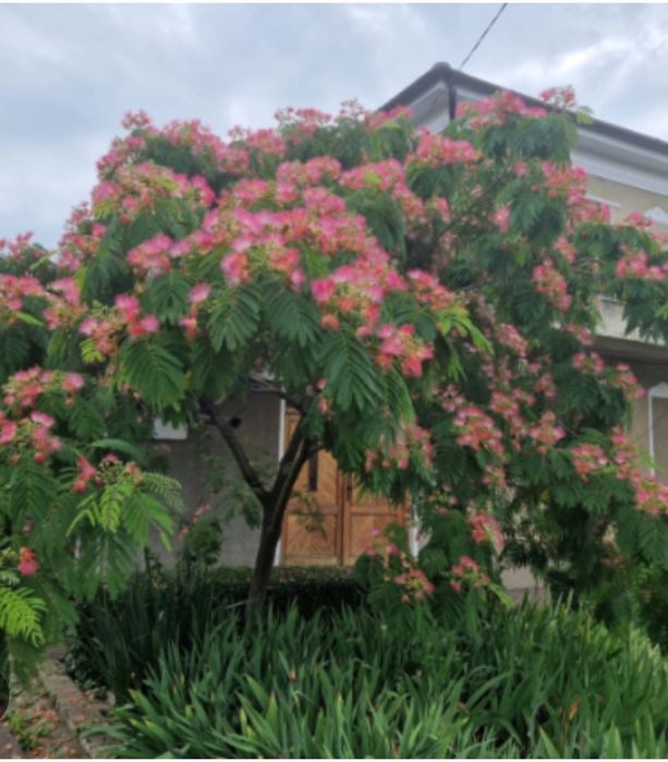 Photinia, leylandi