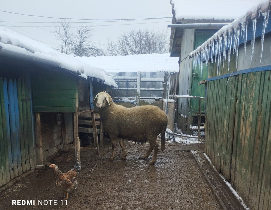 Овен за продажба