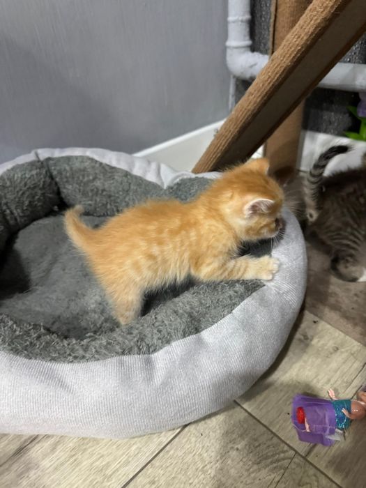 Отдам котят бесплатно