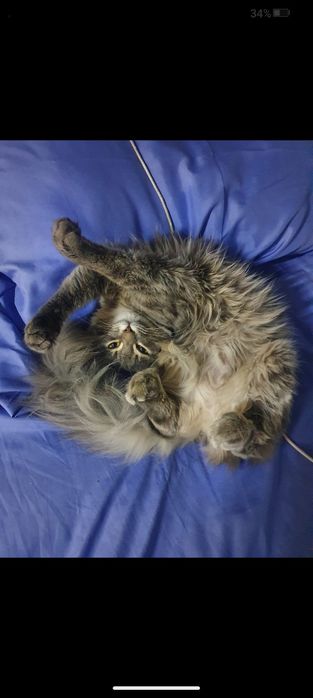 Кошки даром , 2 кошки сестры