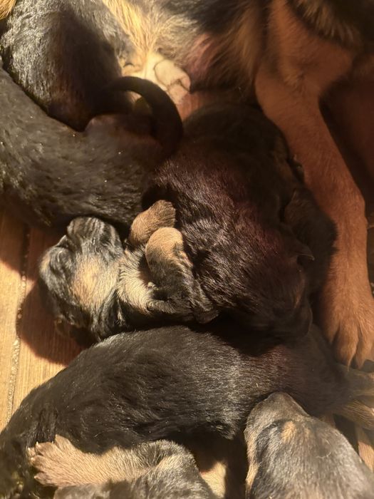 Щенки немецкой овчарки