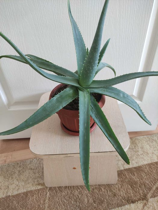 Алоэ более 3х лет  2500        .