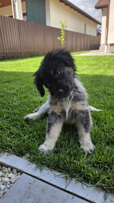 Cățel abandonat pentru adoptie