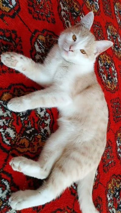 Пожалуйста умоляю вас верните нам нашу кошечку мы очень по ней скучаем