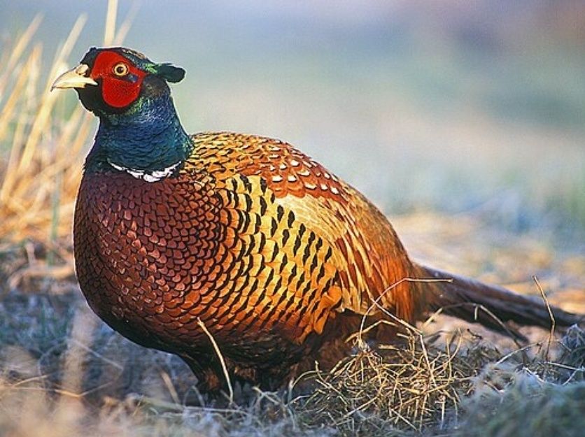 Продаю Фазан птицы!