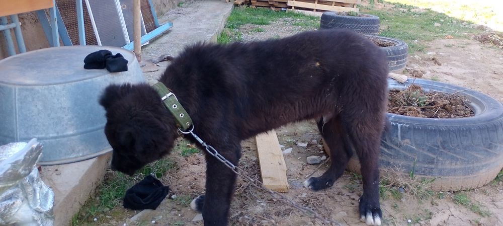 Сабака животное.