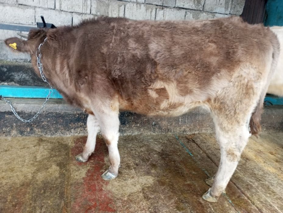 Продам жирную телку