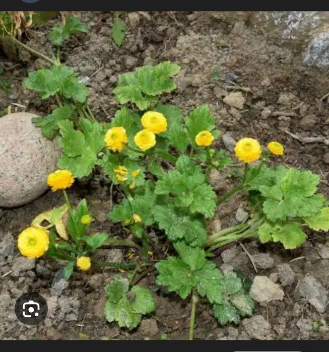 Многолетники цветы